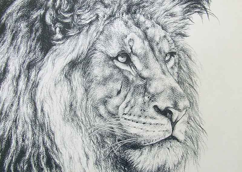 Lion Drawing In Pencil