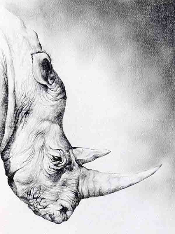 Rhinoceros drawing video | Wild animal drawings | How to draw Rhinoceros  step by step in 2023 | Animal drawings, Drawings, Animals wild