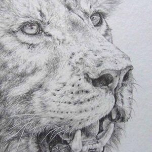 Superb Pencil Drawings of Animals Drawn from Photograph-saigonsouth.com.vn