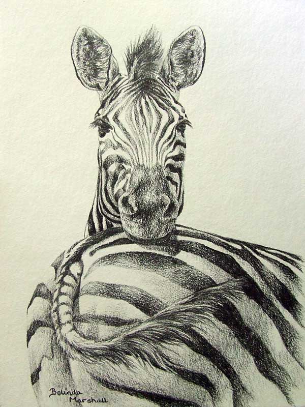 Inspiring Pencil Drawings Of Animals [Realism Art In 2023]