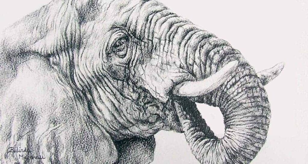 Inspiring Pencil Drawings Of Animals Realism Art In 2025 Inspiring Pencil Drawings Of Animals Realism Art In 2025